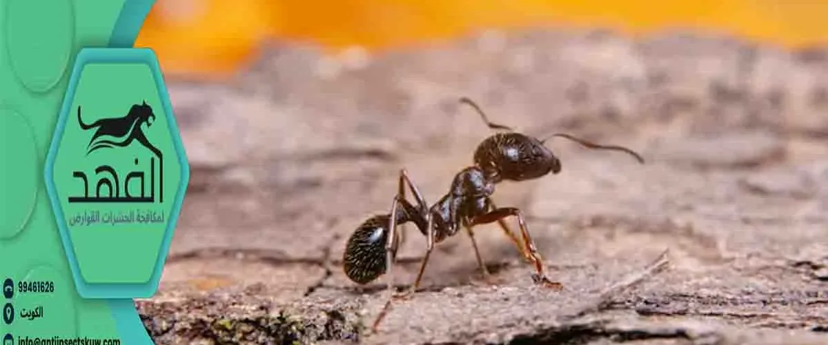 علاج النمل الاحمر