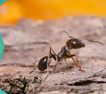 علاج النمل الاحمر
