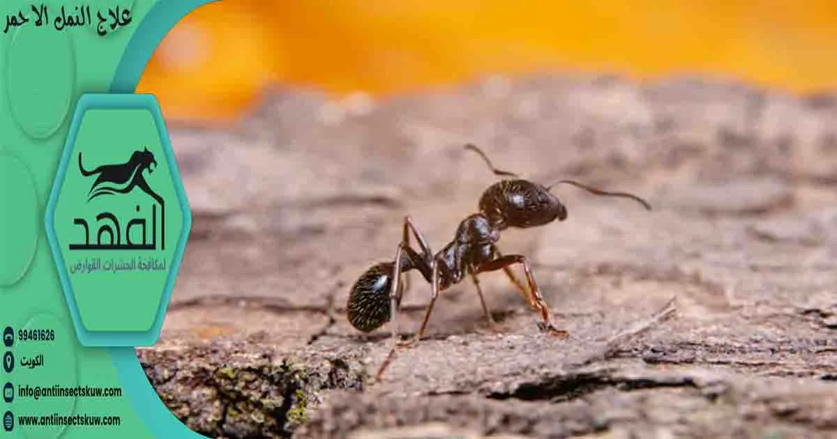 علاج النمل الاحمر
