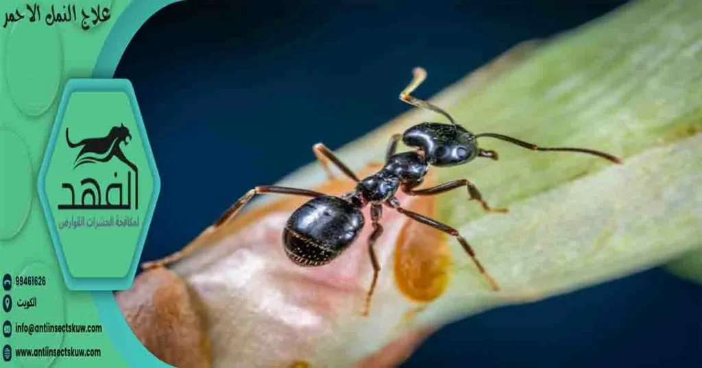 علاج النمل الاحمر