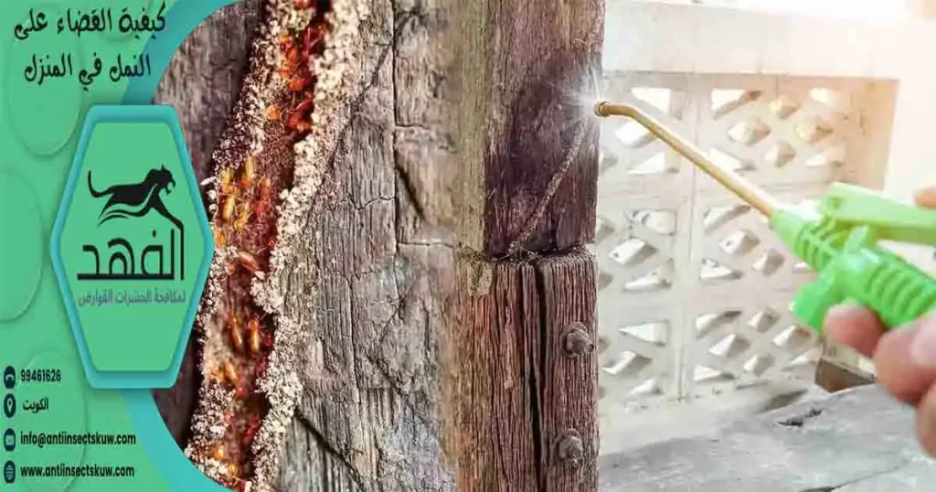 كيفية القضاء على النمل في المنزل