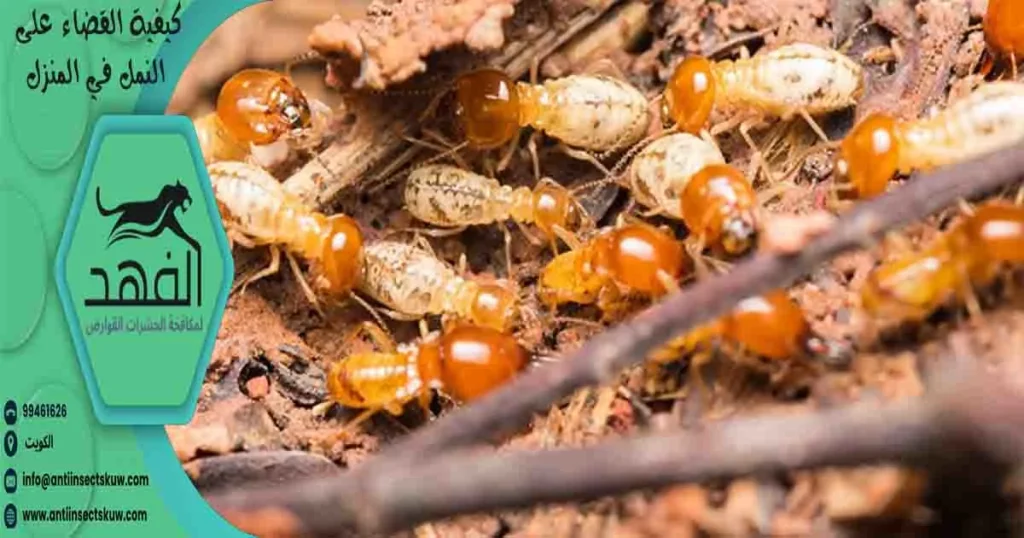 كيفية القضاء على النمل في المنزل