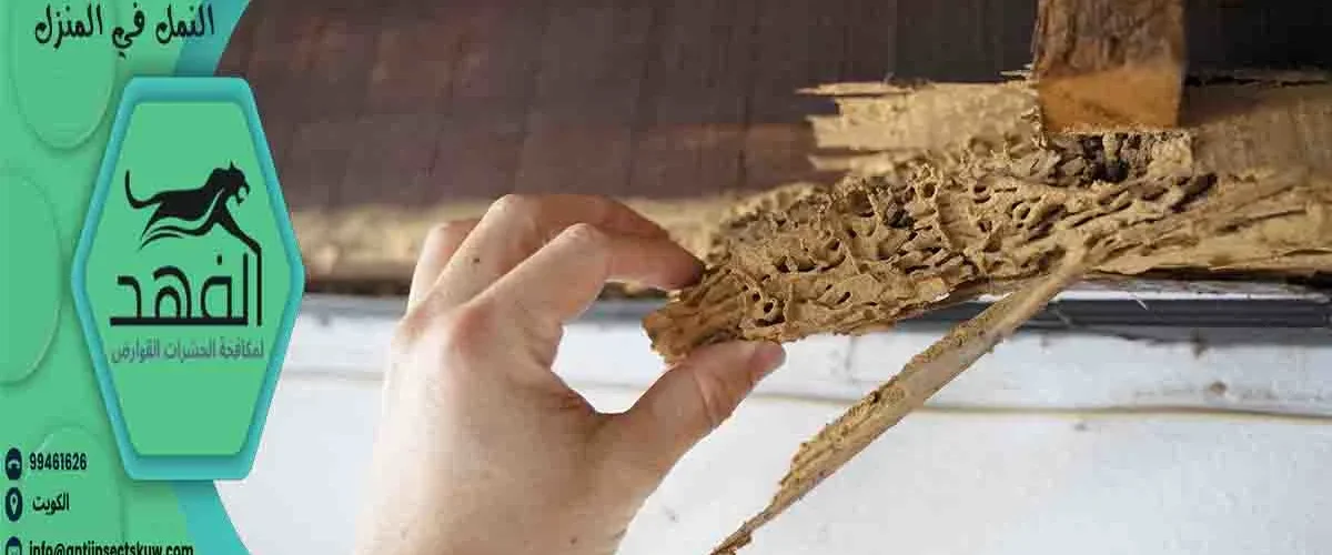 كيفية القضاء على النمل في المنزل