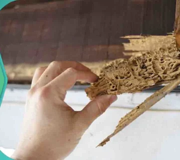 كيفية القضاء على النمل في المنزل