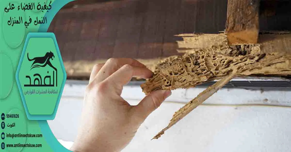 كيفية القضاء على النمل في المنزل