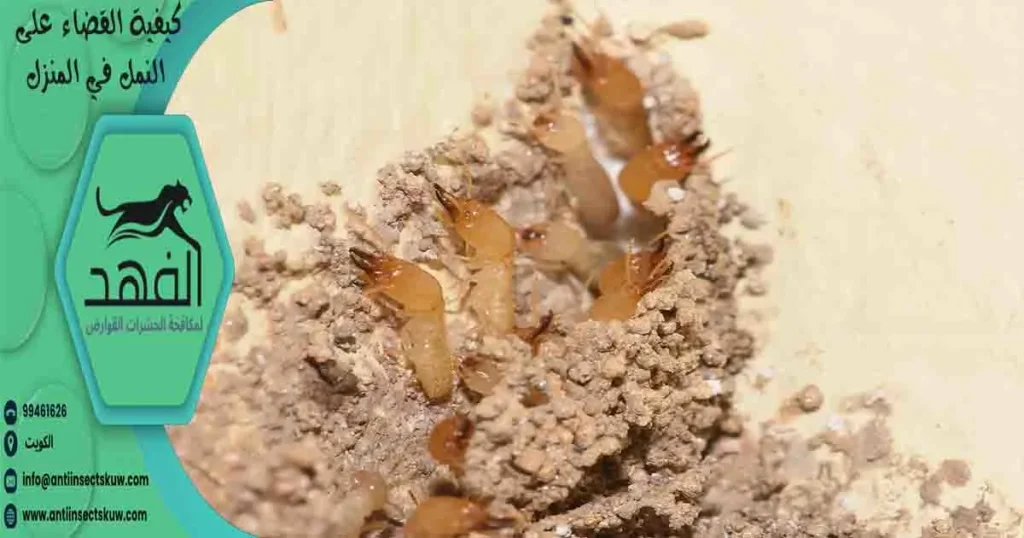 كيفية القضاء على النمل في المنزل