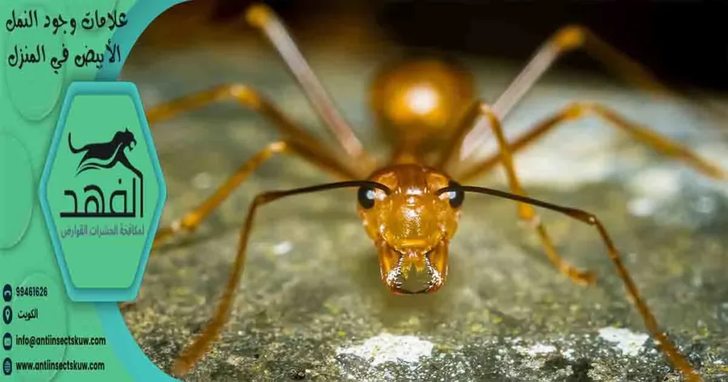 علامات وجود النمل الأبيض في المنزل
اثار النمل الابيض