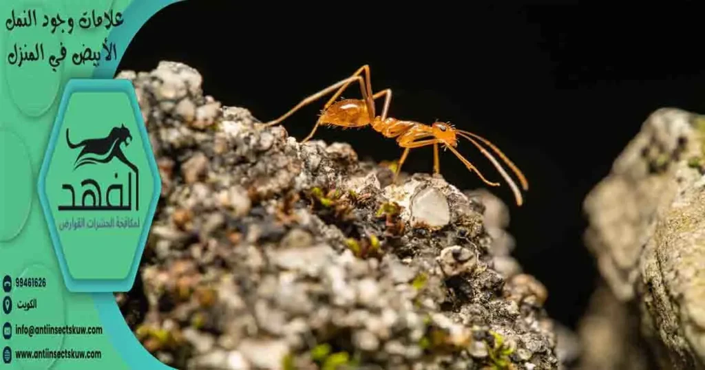 علامات وجود النمل الأبيض في المنزل
اثار النمل الابيض