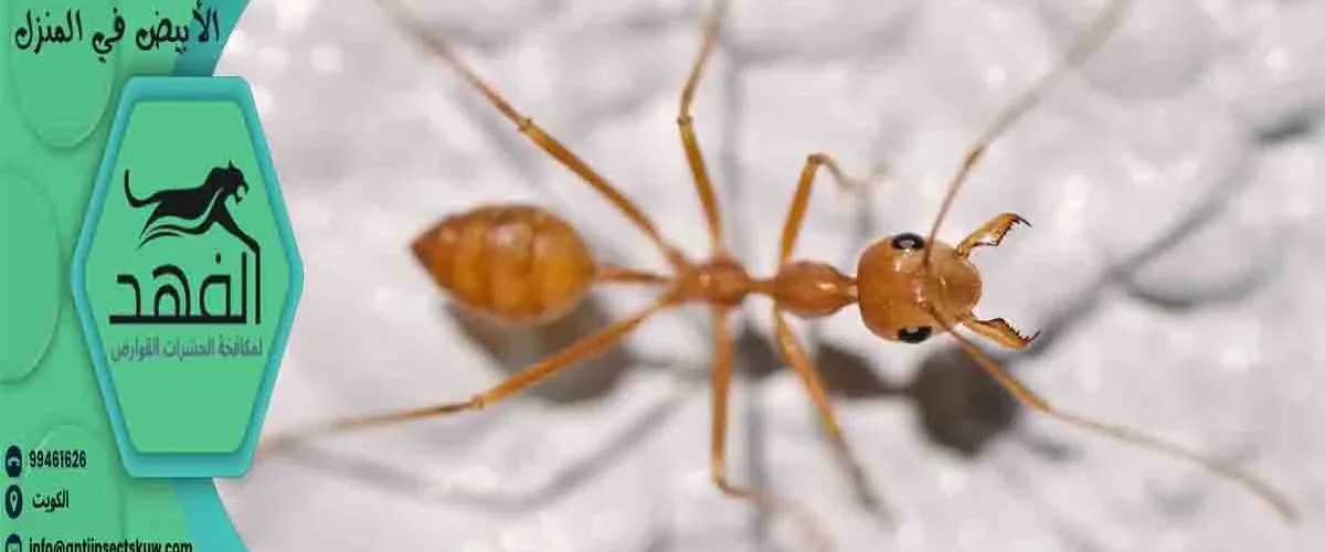 علامات وجود النمل الأبيض في المنزل اثار النمل الابيض