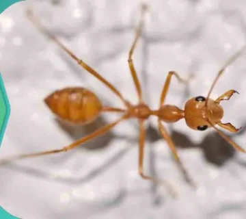 علامات وجود النمل الأبيض في المنزل اثار النمل الابيض