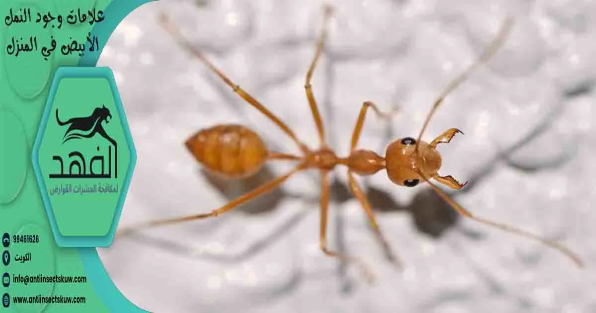 علامات وجود النمل الأبيض في المنزل اثار النمل الابيض