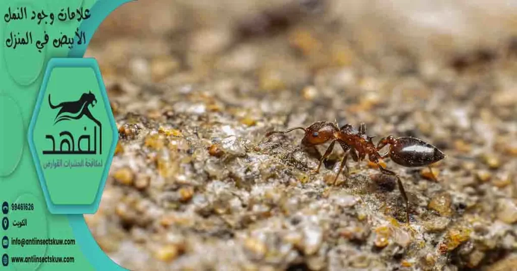 علامات وجود النمل الأبيض في المنزل
اثار النمل الابيض